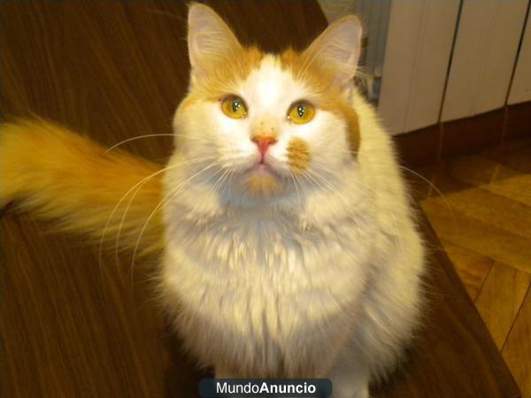 REGALO GATO VAN TURCO