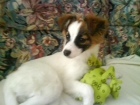 regalo perro - mejor precio | unprecio.es