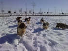San Bernardos Cachorros en Toledo - mejor precio | unprecio.es