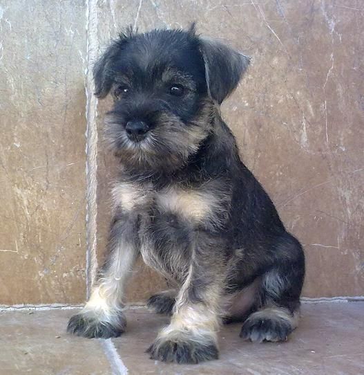 schnauzer mini sal y pimienta