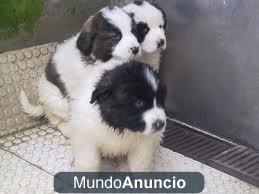 SE REGALAN CACHORROS CRUZADOS - 1 MES