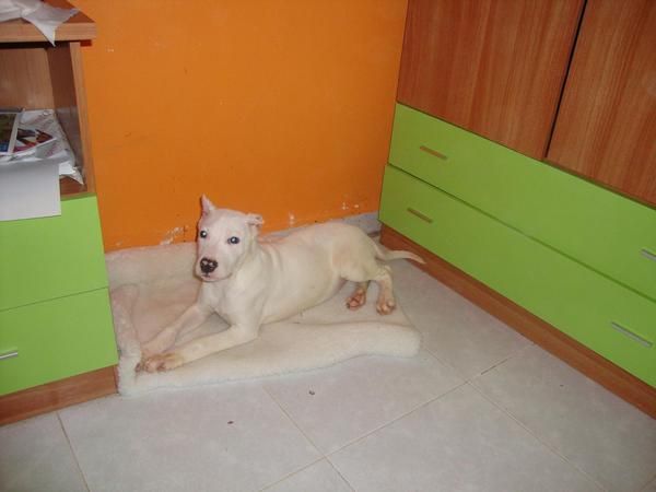 vendo cachorra de dogo argentino