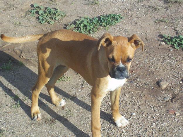 vendo preciosos cachorros de boxer