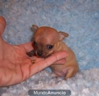VENTA DE CACHORROS DE CHIHUAHUA, PINCHERS MINIATURA Y WESTYS INCREIBLES - mejor precio | unprecio.es