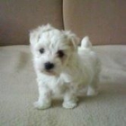 BICHON MALTES STANDAR 405 c/u - mejor precio | unprecio.es