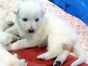 BLANCO Pastor Alemán Cachorros.