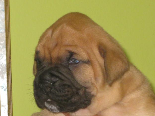 cachorritos boxer