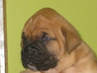 cachorritos boxer - mejor precio | unprecio.es