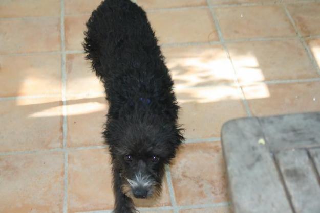 cachorro de perro de agua turco