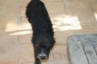cachorro de perro de agua turco - mejor precio | unprecio.es