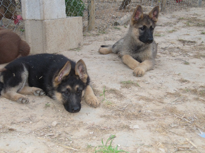 Cachorros pastor aleman