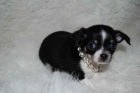 chihuahua cabeza manzana.560, peciosos - - mejor precio | unprecio.es
