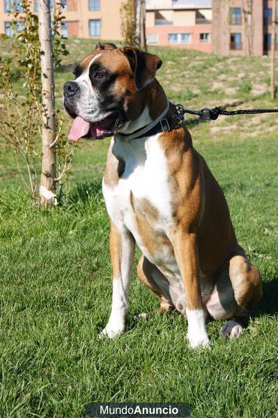 Ejemplar BOXER para montas