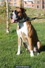 Ejemplar BOXER para montas - mejor precio | unprecio.es