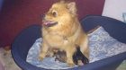 excelente camada pomerania - mejor precio | unprecio.es