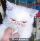 Exoticos gatitos - mejor precio | unprecio.es