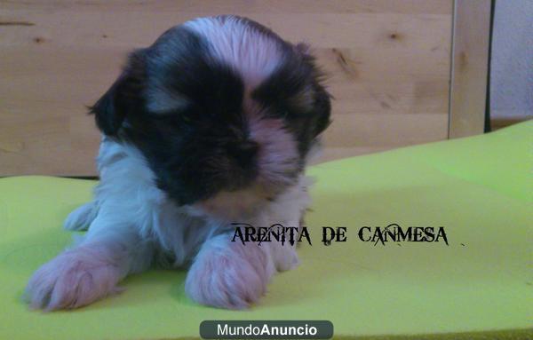 ShihTzu de Compañia