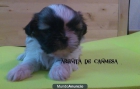 ShihTzu de Compañia - mejor precio | unprecio.es