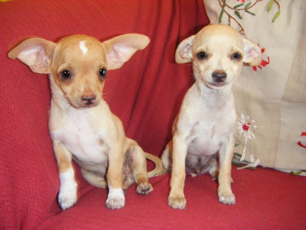 2 chihuahuas machos con exelente pedegree