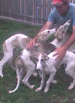 barzoi con pedegree