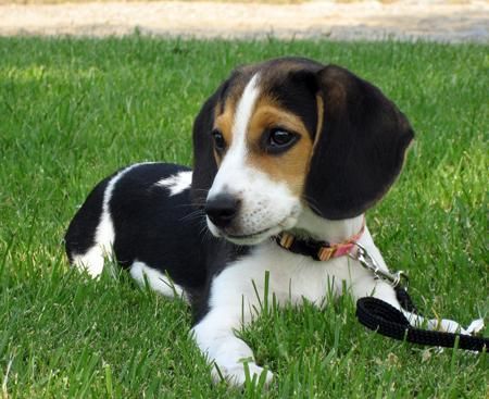 BEAGLE  BEAGLE