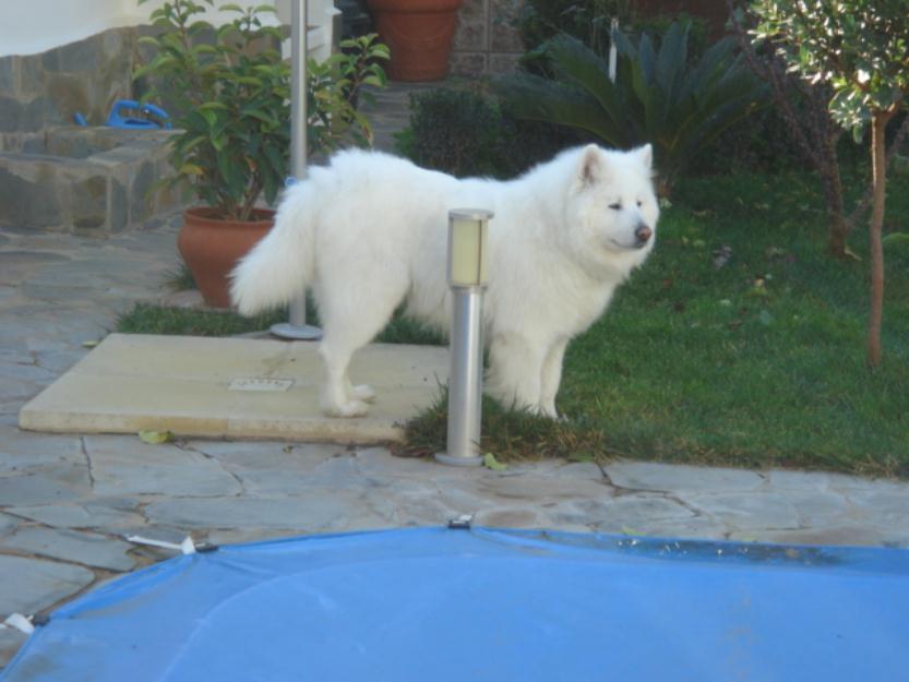 Busco samoyedo hembra  para monta Badajoz