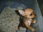Cachorrita Chihuahua Toy - mejor precio | unprecio.es