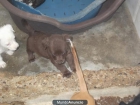 Cachorrito que vive tras unas rejas ajeno a su destino. - mejor precio | unprecio.es