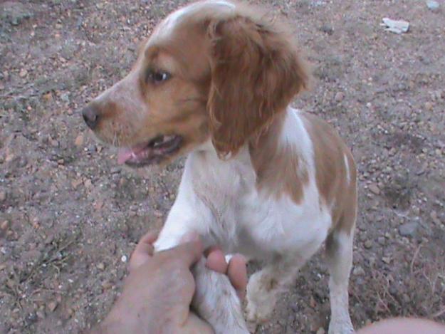 cachorros de bretona 100e