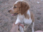 cachorros de bretona 100e - mejor precio | unprecio.es