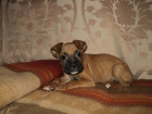 Precioso cachorro...Boxer - mejor precio | unprecio.es