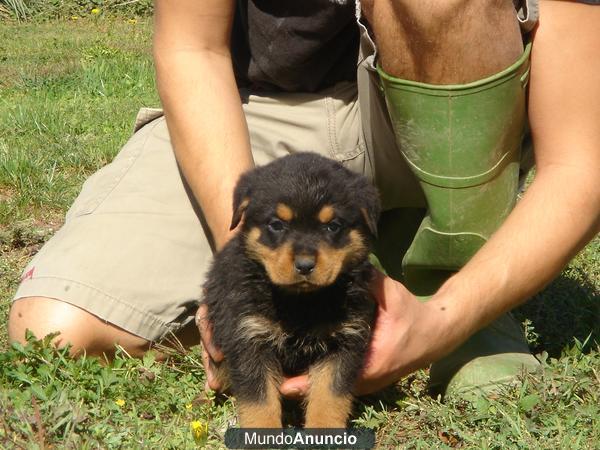 ROTWEILLER CACHORROS 300€