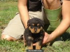 ROTWEILLER CACHORROS 300€ - mejor precio | unprecio.es