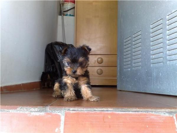 se vende cachorritos yorkshire super enanitos toys