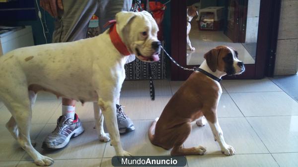 vendo boxer hembra 300 euros