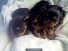 Vendo camada de yorkshire a buen precio se enseñan padres - mejor precio | unprecio.es