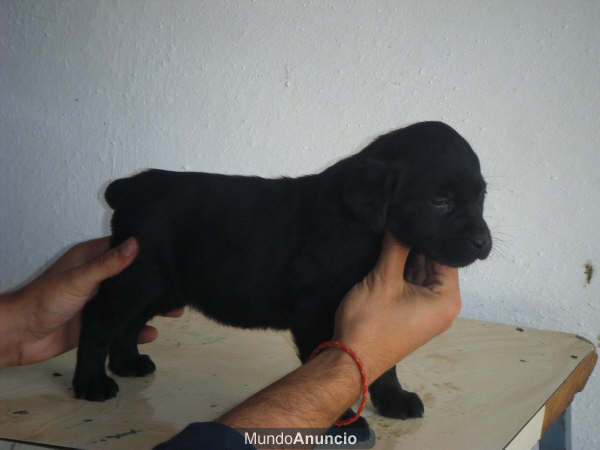 Venta de labradores