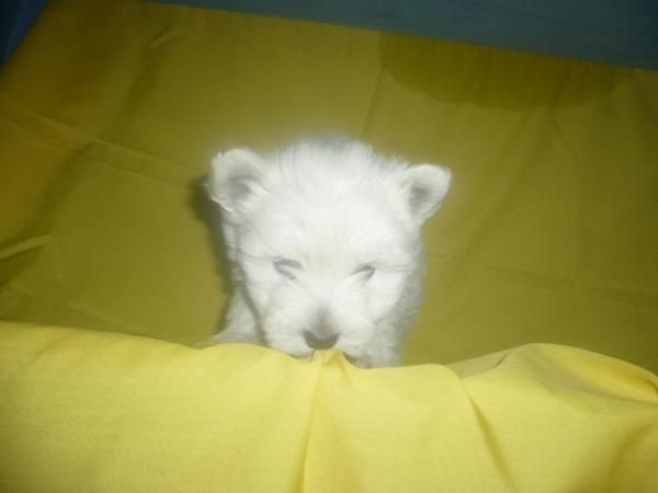WESTY 2 MESECITOS