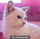 Adopta a Neisay Azul te esta esperando en Madrid Felina - mejor precio | unprecio.es