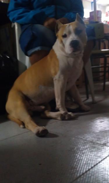 American staffordshire terrier para montas