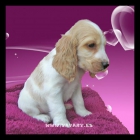 cachorros coker - mejor precio | unprecio.es