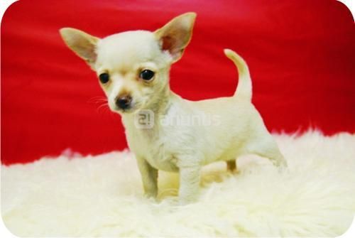 Chihuahua, miniatura, Madrid