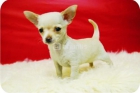 Chihuahua, miniatura, Madrid - mejor precio | unprecio.es