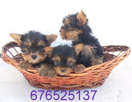 DULCES Y ALEGRES CACHORROS DE YORKSHIRE TERRIER