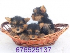 DULCES Y ALEGRES CACHORROS DE YORKSHIRE TERRIER - mejor precio | unprecio.es