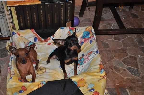 PRECIOSO MACHO DE MINI PINSCHER SE OFRECE PARA MONTAS