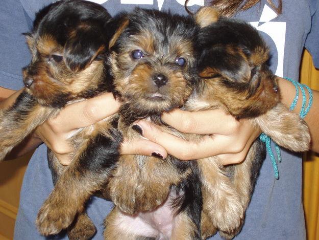 SE VENDEN CACHORROS DE YORKSHIRE TERRIER