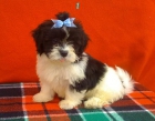 shih-tzu de capricho a 280 - mejor precio | unprecio.es