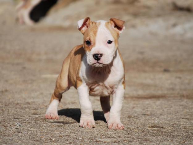 ULTIMOS TRES CACHORROS AMERICAN STAFFORDSHIRE TERRIER POTENTES CACHORROS