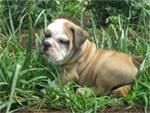 Bulldog Inglés cachorros en venta